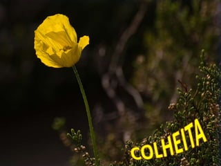 COLHEITA