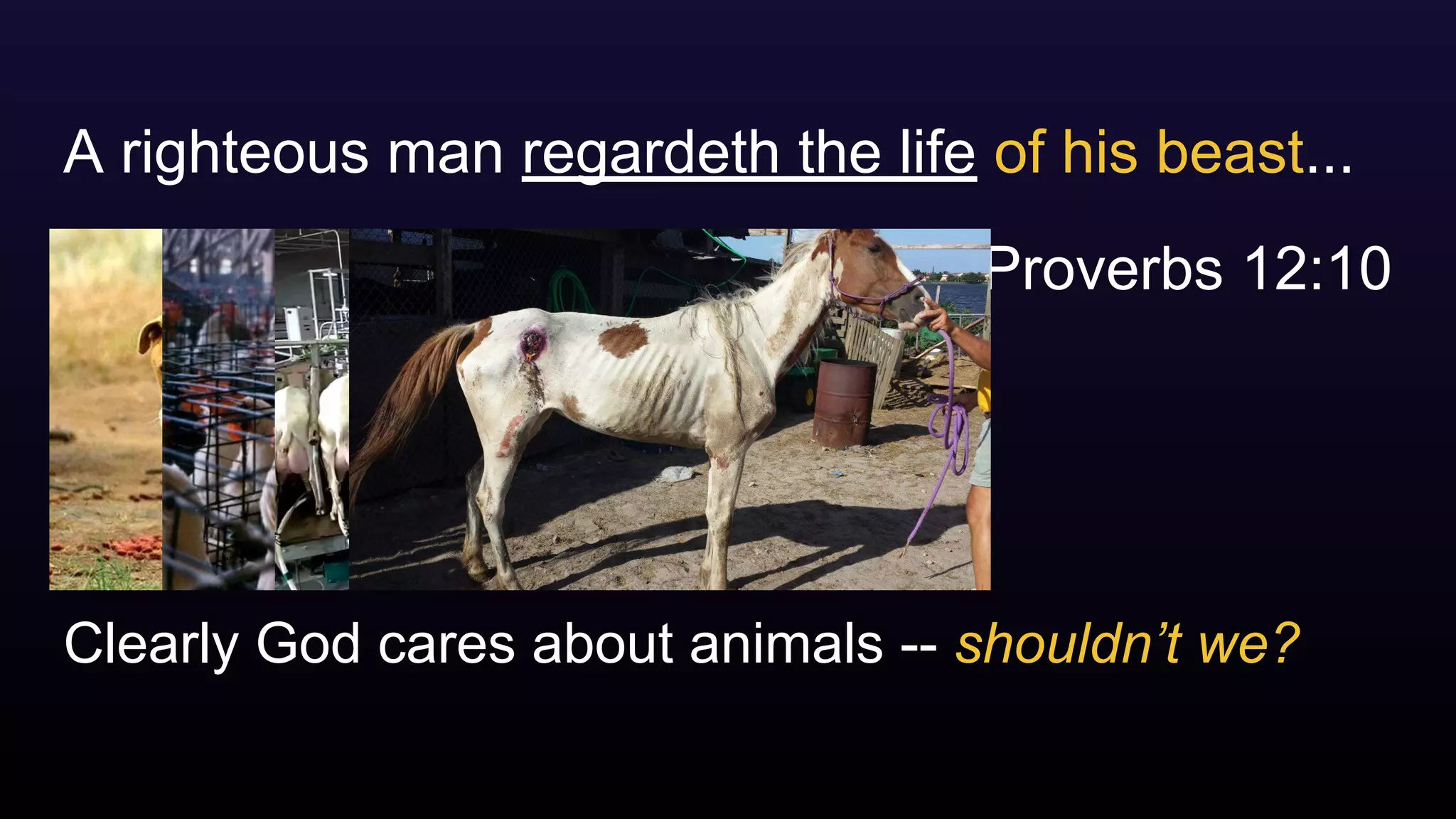 Clearly God cares about animals -- shouldn’t we?
A righteous man regardeth the life of his beast...
Proverbs 12:10
 