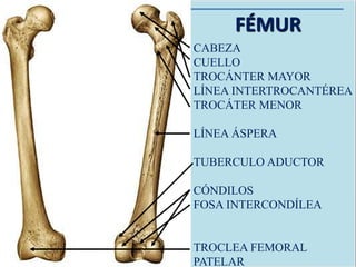 FÉMUR
CABEZA
CUELLO
TROCÁNTER MAYOR
LÍNEA INTERTROCANTÉREA
TROCÁTER MENOR
LÍNEA ÁSPERA
TUBERCULO ADUCTOR
CÓNDILOS
FOSA INTERCONDÍLEA
TROCLEA FEMORAL
PATELAR
 