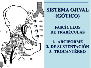 SISTEMA OJIVAL
(GÓTICO)
FASCÍCULOS
DE TRABÉCULAS
1. ARCIFORME
2. DE SUSTENTACIÓN
3. TROCANTÉREO
 
