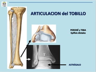 ARTICULACION del TOBILLO
PERONÉ y TIBIA
Epífisis distales
T
P
ASTRÁGALO
 