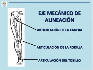 EJE MECÁNICO DE
ALINEACIÓN
ARTICULACIÓN DE LA CADERA
ARTICULACIÓN DE LA RODILLA
ARTICULACIÓN DEL TOBILLO
 