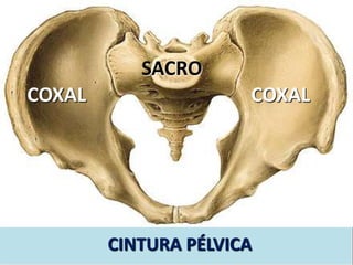 CINTURA PÉLVICA
COXAL COXAL
SACRO
 