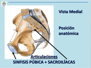 Articulaciones
SINFISIS PÚBICA + SACROILÍACAS
Vista Medial
Posición
anatómica
 