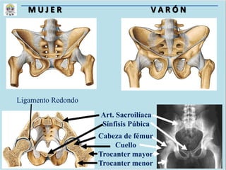 M U J E R V A R Ó N
Cabeza de fémur
Cuello
Trocanter mayor
Trocanter menor
Art. Sacroilíaca
Sínfisis Púbica
Ligamento Redondo
 