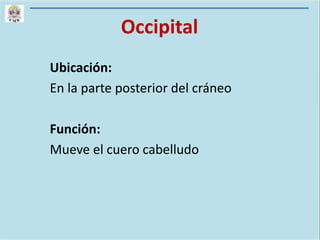 Occipital
Ubicación:
En la parte posterior del cráneo
Función:
Mueve el cuero cabelludo
 