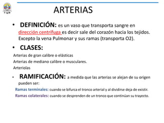 ARTERIAS
• DEFINICIÓN: es un vaso que transporta sangre en
dirección centrífuga es decir sale del corazón hacia los tejidos.
Excepto la vena Pulmonar y sus ramas (transporta O2).
• CLASES:
Arterias de gran calibre o elásticas
Arterias de mediano calibre o musculares.
Arteriolas
• RAMIFICACIÓN: a medida que las arterias se alejan de su origen
pueden ser:
Ramas terminales: cuando se bifurca el tronco arterial y al dividirse deja de existir.
Ramas colaterales: cuando se desprenden de un tronco que continúan su trayecto.
 