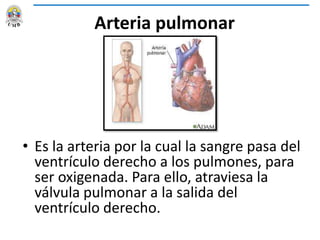 Arteria pulmonar
• Es la arteria por la cual la sangre pasa del
ventrículo derecho a los pulmones, para
ser oxigenada. Para ello, atraviesa la
válvula pulmonar a la salida del
ventrículo derecho.
 