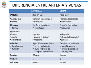 DIFERENCIA ENTRE ARTERIA Y VENAS
ARTERIAS VENAS
SANGRE Rica en O2* Poco O2*
Nacimiento
 forma
Corazón (ventrículos)
 troncular
Periferia (capilares)
 ramificada
Término
 forma
Periferia (capilares)
 ramificada
Corazón (aurículas)
 troncular
Estructura
 intima
 media
 adventicia
 gruesa
 gruesa (elástica)
 mediana
 delgada
 delgada (muscular)
 gruesa
Válvulas
 localización
 función
Sigmoideas o semilunar
 en el nacimiento
 evita regreso de
sangre a Ventrículos
Geminadas, solitarias
 en el trayecto
 evitar circulación
retrograda
Presión Mayor Menor
Número 1 2
Volumen Menor Mayor
 