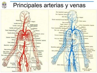 Principales arterias y venas
 