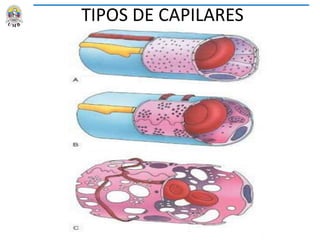 TIPOS DE CAPILARES
 