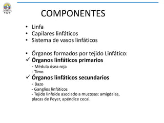 COMPONENTES
• Linfa
• Capilares linfáticos
• Sistema de vasos linfáticos
• Órganos formados por tejido Linfático:
 Órganos linfáticos primarios
- Médula ósea roja
- Timo
 Órganos linfáticos secundarios
- Bazo
- Ganglios linfáticos
- Tejido linfoide asociado a mucosas: amígdalas,
placas de Peyer, apéndice cecal.
 
