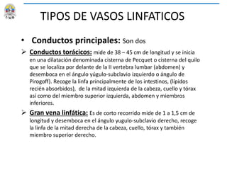 TIPOS DE VASOS LINFATICOS
• Conductos principales: Son dos
 Conductos torácicos: mide de 38 – 45 cm de longitud y se inicia
en una dilatación denominada cisterna de Pecquet o cisterna del quilo
que se localiza por delante de la II vertebra lumbar (abdomen) y
desemboca en el ángulo yúgulo-subclavio izquierdo o ángulo de
Pirogoff). Recoge la linfa principalmente de los intestinos, (lípidos
recién absorbidos), de la mitad izquierda de la cabeza, cuello y tórax
así como del miembro superior izquierda, abdomen y miembros
inferiores.
 Gran vena linfática: Es de corto recorrido mide de 1 a 1,5 cm de
longitud y desemboca en el ángulo yugulo-subclavio derecho, recoge
la linfa de la mitad derecha de la cabeza, cuello, tórax y también
miembro superior derecho.
 