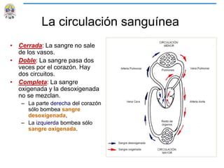La circulación sanguínea
• Cerrada: La sangre no sale
de los vasos.
• Doble: La sangre pasa dos
veces por el corazón. Hay
dos circuitos.
• Completa: La sangre
oxigenada y la desoxigenada
no se mezclan.
– La parte derecha del corazón
sólo bombea sangre
desoxigenada,
– La izquierda bombea sólo
sangre oxigenada.
 