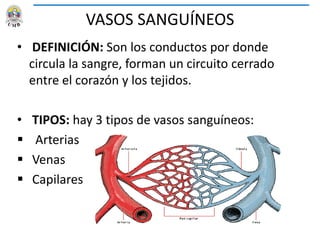 VASOS SANGUÍNEOS
• DEFINICIÓN: Son los conductos por donde
circula la sangre, forman un circuito cerrado
entre el corazón y los tejidos.
• TIPOS: hay 3 tipos de vasos sanguíneos:
 Arterias
 Venas
 Capilares
 