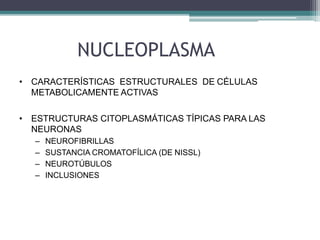 NUCLEOPLASMA
• CARACTERÍSTICAS ESTRUCTURALES DE CÉLULAS
METABOLICAMENTE ACTIVAS
• ESTRUCTURAS CITOPLASMÁTICAS TÍPICAS PARA LAS
NEURONAS
– NEUROFIBRILLAS
– SUSTANCIA CROMATOFÍLICA (DE NISSL)
– NEUROTÚBULOS
– INCLUSIONES
 