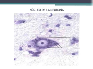 NÚCLEO DE LA NEURONA
 