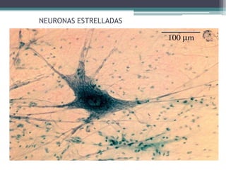NEURONAS ESTRELLADAS
 