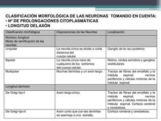 Clasificación morfológica Disposiciones de las Neuritas Localización
Número, longitud
Modo de ramificación de las
neuritas
Unipolar La neurita única se divide a corta
distancia del
cuerpo celular.
Ganglio de la raíz posterior.
Bipolar La neurita única nace de
cualquiera de los extremos
del cuerpo celular.
Retina, cóclea sensitiva y ganglios
vestibulares.
Multipolar Muchas dentritas y un axón largo. Tractos de fibras del encéfalo y la
médula espinal, nervios
periféricos y células motoras de la
médula espinal.
Longitud delAxón
De Golgi tipo I Axón largo único. Tractos de fibras del encéfalo y la
médula espinal, nervios
periféricos y células motoras de la
médula espinal. Corteza cerebral
y cerebelosa.
De Golgi tipo II Axón corto que con las dentritas
se asemeja a una estrella.
Corteza cerebral y cerebelosa.
CLASIFICACIÓN MORFOLÓGICA DE LAS NEURONAS TOMANDO EN CUENTA:
• Nº DE PROLONGACIONES CITOPLASMÁTICAS
• LONGITUD DELAXÓN
 