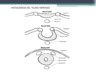 HISTOGÉNESIS DEL TEJIDO NERVIOSO
 