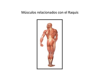 Músculos relacionados con el Raquis
 