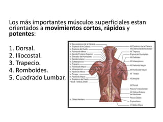Los más importantes músculos superficiales estan
orientados a movimientos cortos, rápidos y
potentes:
1. Dorsal.
2. Iliocostal.
3. Trapecio.
4. Romboides.
5. Cuadrado Lumbar.
 