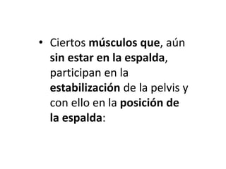 • Ciertos músculos que, aún
sin estar en la espalda,
participan en la
estabilización de la pelvis y
con ello en la posición de
la espalda:
•
 