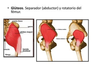 • Glúteos. Separador (abductor) y rotatorio del
fémur.
 