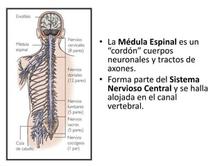 • La Médula Espinal es un
“cordón” cuerpos
neuronales y tractos de
axones.
• Forma parte del Sistema
Nervioso Central y se halla
alojada en el canal
vertebral.
 