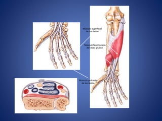 Músculo flexor propio
del dedo grueso
Músculo superficial
de los dedos
Músculo profundo
de los dedos
 