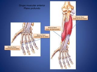 Grupo muscular anterior
Plano profundo
Músculo flexor
Profundo de los dedos
Músculo flexor
propio del dedo grueso
Músculo flexor
Profundo de los dedos
Músculo flexor
superficial de los dedos
 