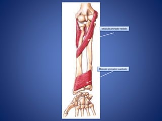 Músculo pronador redodo
Músculo pronador cuadrado
 