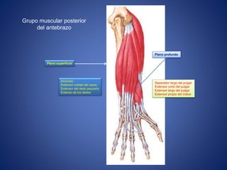 Grupo muscular posterior
del antebrazo
Plano superficial
Plano profundo
Ancóneo
Extensor cubital del carpo
Extensor del dedo pequeño
Extenso de los dedos
Separador largo del pulgar
Extensor corto del pulgar
Extensor largo del pulgar
Extensor propio del índice
 