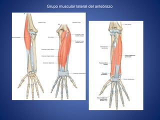 Grupo muscular lateral del antebrazo
 