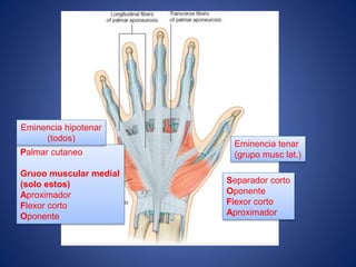 Separador corto
Oponente
Flexor corto
Aproximador
Palmar cutaneo
Gruoo muscular medial
(solo estos)
Aproximador
Flexor corto
Oponente
Eminencia tenar
(grupo musc lat.)
Eminencia hipotenar
(todos)
 