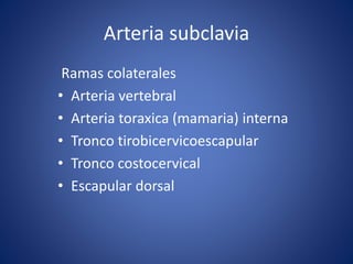 Arteria subclavia
Ramas colaterales
• Arteria vertebral
• Arteria toraxica (mamaria) interna
• Tronco tirobicervicoescapular
• Tronco costocervical
• Escapular dorsal
 