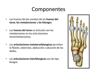Componentes
• Los huesos del pie constan de los huesos del
tarso, los metatarsianos y las falanges.
• Los huesos del tarso se articulan con los
metatarsianos en las articulaciones
tarsometatarsianas.
• Las articulaciones metatarsofalangicas permiten
la flexión, extensión, abducción y aducción de los
dedos.
• Las articulaciones interfalangicas son de tipo
bisagra.
 