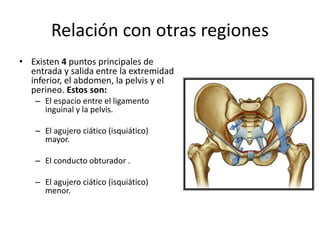 Relación con otras regiones
• Existen 4 puntos principales de
entrada y salida entre la extremidad
inferior, el abdomen, la pelvis y el
perineo. Estos son:
– El espacio entre el ligamento
inguinal y la pelvis.
– El agujero ciático (isquiático)
mayor.
– El conducto obturador .
– El agujero ciático (isquiático)
menor.
 