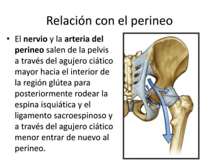 Relación con el perineo
• El nervio y la arteria del
perineo salen de la pelvis
a través del agujero ciático
mayor hacia el interior de
la región glútea para
posteriormente rodear la
espina isquiática y el
ligamento sacroespinoso y
a través del agujero ciático
menor entrar de nuevo al
perineo.
 