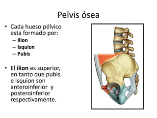Pelvis ósea
• Cada hueso pélvico
esta formado por:
– Ilion
– Isquion
– Pubis
• El ilion es superior,
en tanto que pubis
e isquion son
anteroinferior y
posteroinferior
respectivamente.
 