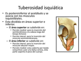 Tuberosidad isquiática
• Es posteroinferior al acetábulo y se
asocia con los músculos
isquiotibiales.
• Esta dividida en áreas superior e
inferior.
– El área superior se subdivide en:
• Porción medial: para la inserción del
semitendinoso y la cabeza larga del
bíceps femoral.
• Porción lateral: para la inserción del
músculo semimembranoso.
– El área inferior se subdivide en:
• Porción lateral: para la inserción del
músculo aductor mayor.
• Porción medial: esta cubierta por tejido
conjuntivo y por una bolsa serosa, esta
parte soporta el peso del cuerpo.
 