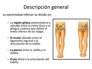 Descripción general
La extremidad inferior se divide en:
– La región glútea posterolateral y
ubicada entre la cresta iliaca y el
pliegue cutáneo que define el
limite inferior de las nalgas.
– El muslo ubicado entre el
ligamento inguinal y la
articulación de la rodilla.
– La pierna entre la rodilla y el
tobillo.
– El pie distal a la articulación del
tobillo.
 