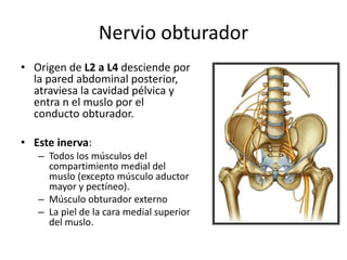 Nervio obturador
• Origen de L2 a L4 desciende por
la pared abdominal posterior,
atraviesa la cavidad pélvica y
entra n el muslo por el
conducto obturador.
• Este inerva:
– Todos los músculos del
compartimiento medial del
muslo (excepto músculo aductor
mayor y pectíneo).
– Músculo obturador externo
– La piel de la cara medial superior
del muslo.
 