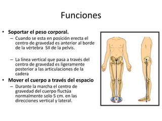Funciones
• Soportar el peso corporal.
– Cuando se esta en posición erecta el
centro de gravedad es anterior al borde
de la vértebra SII de la pelvis.
– La línea vertical que pasa a través del
centro de gravedad es ligeramente
posterior a las articulaciones de la
cadera
• Mover el cuerpo a través del espacio
– Durante la marcha el centro de
gravedad del cuerpo fluctúa
normalmente solo 5 cm. en las
direcciones vertical y lateral.
 