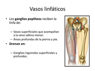 Vasos linfáticos
• Los ganglios poplíteos reciben la
linfa de:
– Vasos superficiales que acompañan
a la vena safena menor.
– Áreas profundas de la pierna y pie.
• Drenan en:
– Ganglios inguinales superficiales y
profundos.
 