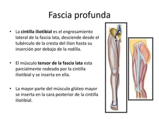 Fascia profunda
• La cintilla iliotibial es el engrosamiento
lateral de la fascia lata, desciende desde el
tubérculo de la cresta del ilion hasta su
inserción por debajo de la rodilla.
• El músculo tensor de la fascia lata esta
parcialmente rodeado por la cintilla
iliotibial y se inserta en ella.
• La mayor parte del músculo glúteo mayor
se inserta en la cara posterior de la cintilla
iliotibial.
 