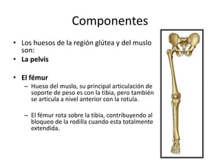 Componentes
• Los huesos de la región glútea y del muslo
son:
• La pelvis
• El fémur
– Hueso del muslo, su principal articulación de
soporte de peso es con la tibia, pero también
se articula a nivel anterior con la rotula.
– El fémur rota sobre la tibia, contribuyendo al
bloqueo de la rodilla cuando esta totalmente
extendida.
 