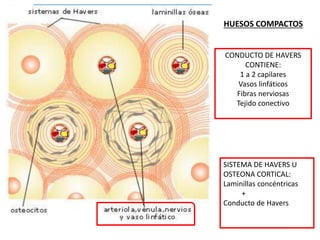 CONDUCTO DE HAVERS
CONTIENE:
1 a 2 capilares
Vasos linfáticos
Fibras nerviosas
Tejido conectivo
SISTEMA DE HAVERS U
OSTEONA CORTICAL:
Laminillas concéntricas
+
Conducto de Havers
HUESOS COMPACTOS
 
