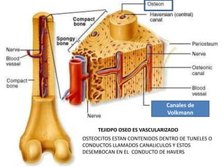 TEJIDPO OSEO ES VASCULARIZADO
OSTEOCITOS ESTAN CONTENIDOS DENTRO DE TUNELES O
CONDUCTOS LLAMADOS CANALICULOS Y ESTOS
DESEMBOCAN EN EL CONDUCTO DE HAVERS
Canales de
Volkmann
 