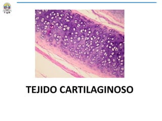 TEJIDO CARTILAGINOSO
 